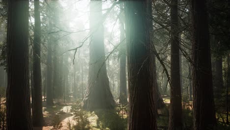 Sonnenaufgang-In-Den-Mammutbäumen,-General-Grant-Grove,-Sequoia-Nationalpark